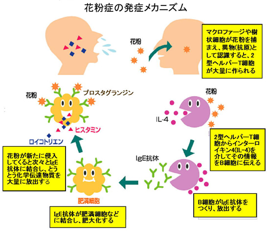 花粉症の発症メカニズム